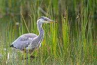 Reiger is op stap