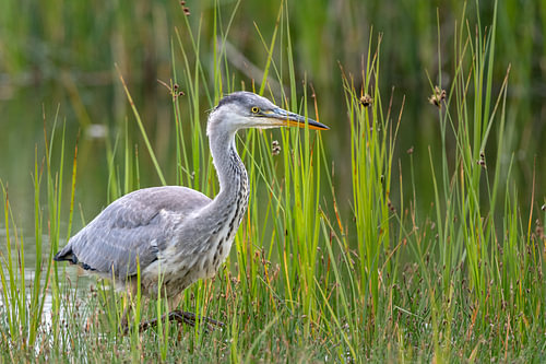 Reiger is op stap