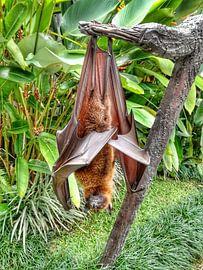 Vleermuis by Hans Straub