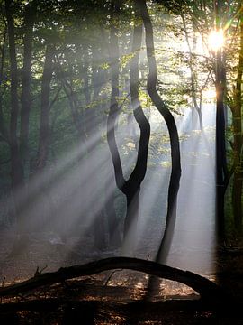 Les harpes du soleil dans la forêt de Speulder