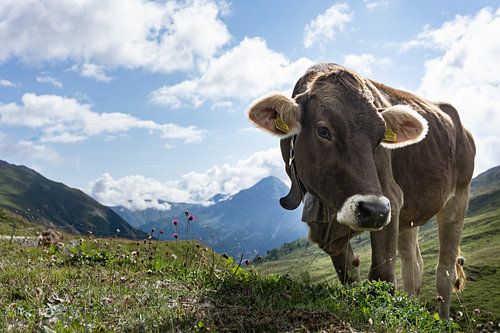 Kuh entlang des Fluelapasses in der Schweiz