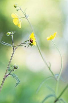 Ladybird among the graceful Buttercups by Birgitte Bergman