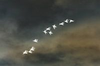 Vogels in de winter | abstract