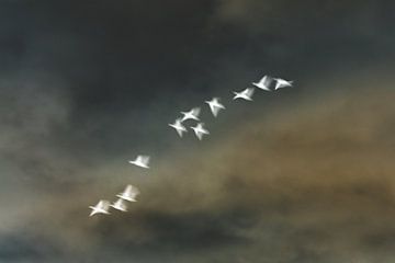 Vogels in de winter | abstract van Marjolijn Maljaars