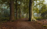 Dromerige herfst bos oranjewoud Friesland