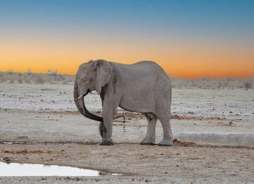 Eléphant se rafraîchissant à un point d'eau en Namibie, Afrique sur Patrick Groß