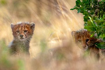 2 kleine cheetahs van Peter Michel