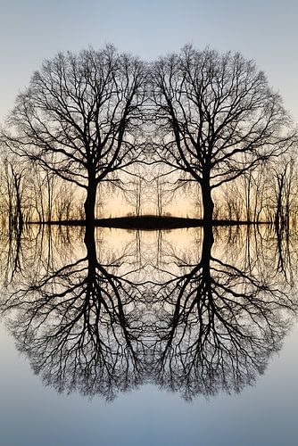 Transformatie van een boom 3