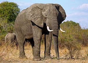 The elephant - Africa wildlife sur W. Woyke