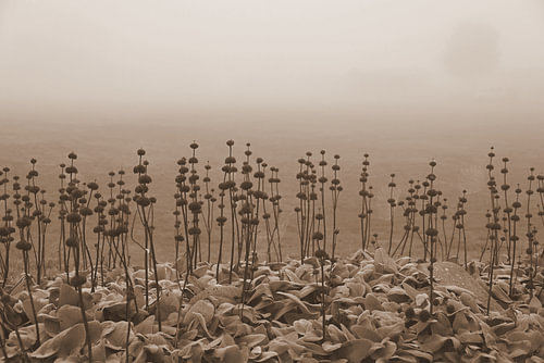 Whispering seed heads in the morning mist.