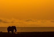 Elephant in Amboseli, Kenya by Marije Rademaker thumbnail
