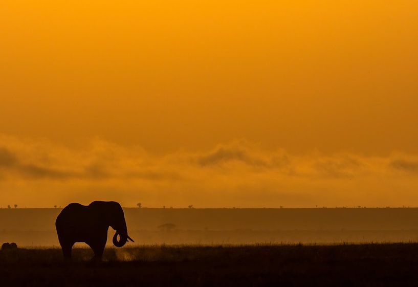 Elephant in Amboseli, Kenya by Marije Rademaker