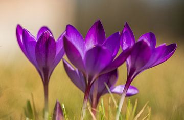 Crocus sur Lisa Dumon