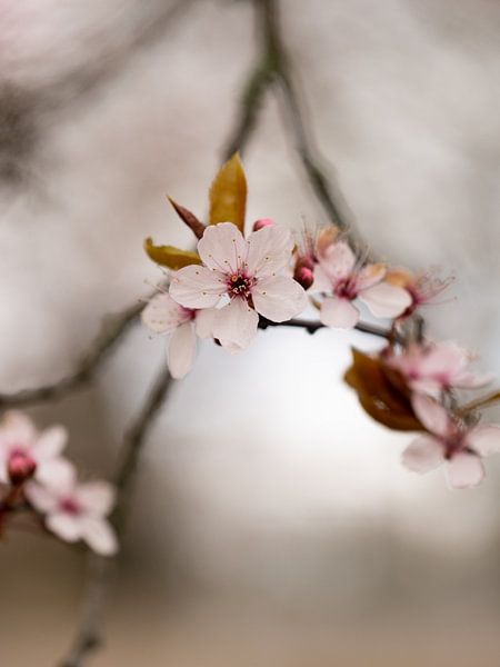 Halo par Gerda Hoogerwerf
