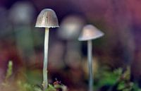 macro: statige paddenstoel