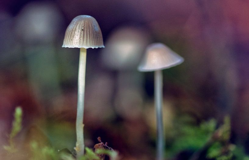 macro: statige paddenstoel par Natascha IPenD