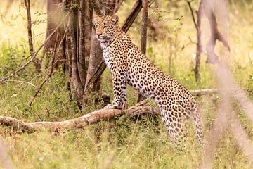 African Leopard by Dennis Eckert