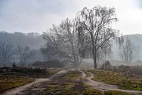 Autumn fog on Hoorneboeg Heathland in Hilversum (1)