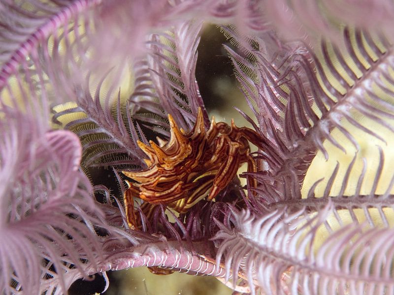 Federsternkrabbe (Ceratocarcinus spinosus) von Ilan Ben Tov