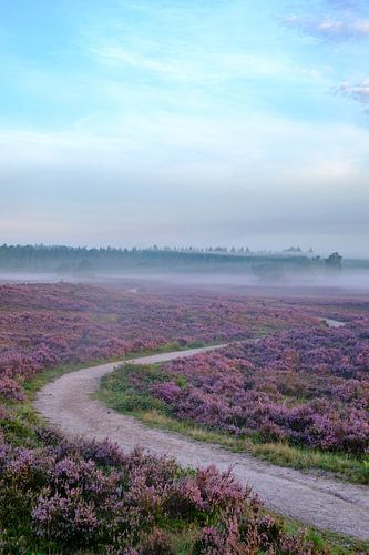 Voetpad door bloeiende heideplanten tijdens zonsopgang