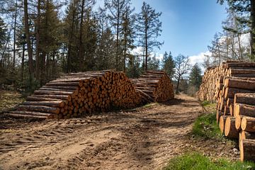 Stacked tree trunks along forest path by Artist Impression of Nature