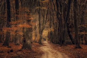 Herfst van Moetwil en van Dijk - Fotografie