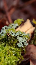 Moss on a broken branch by Ankie Kooi