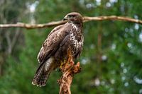 Buzzard