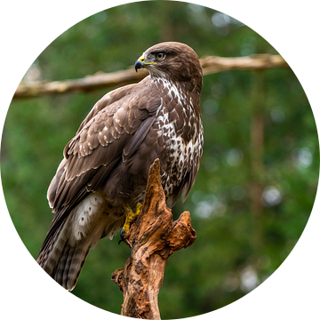 Buizerd