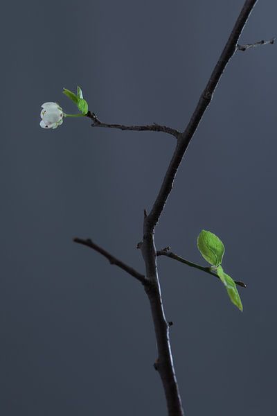 fleur de cerisier par foto rodenboog