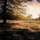 Presence III | Impressionistische Boom van Frank Hoogeboom thumbnail