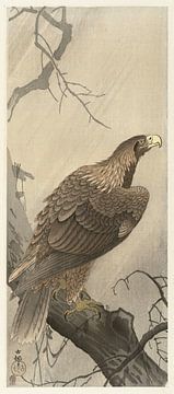 Adler auf einem Ast, Ohara Koson, 1900 - 1910