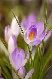 Le crocus en éveil sur Kijk eens naar het vogeltje