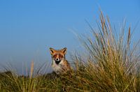 Curious fox.