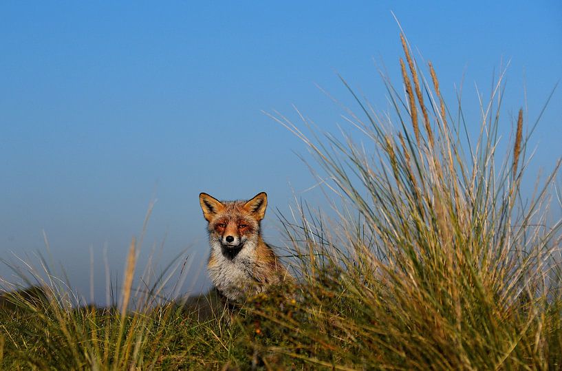 Neugieriger Fuchs. von Patrick Hartog