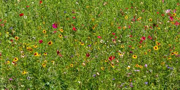 Wildblumenwiese von Achim Prill