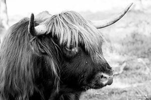 Porträt einer schottischen Highlander-Kuh in Schwarz-Weiß / Rinder
