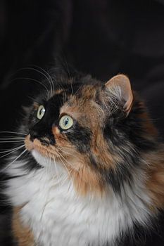 Lucy , die 3-Farben-Druckmaschine