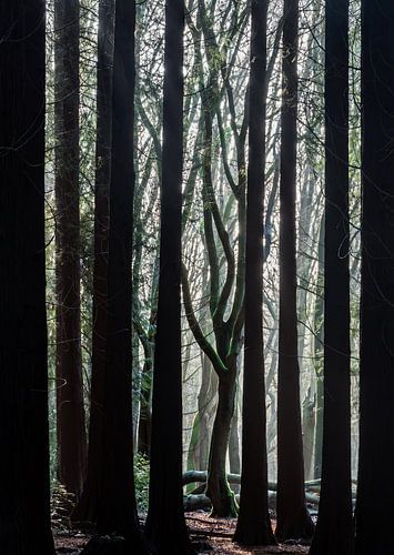 Dansende beuk in het donkere Speulderbos