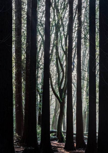 Tanzende Buche im dunklen Baumwald von Bep van Pelt- Verkuil
