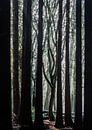 Tanzende Buche im dunklen Baumwald von Bep van Pelt- Verkuil Miniaturansicht