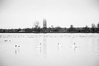 Veluwemeer Schwanensee
