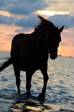 Paard in zee van Yosha Minken