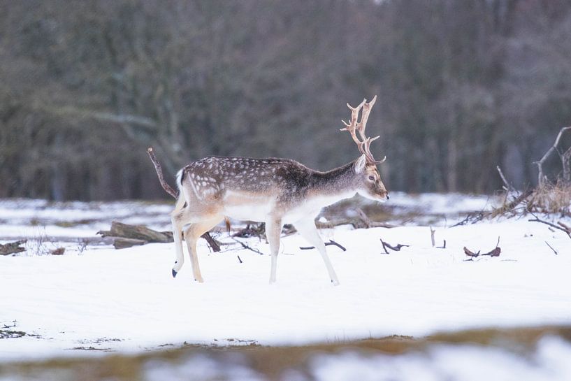 Fallow deer with antlers in the snow by Anne Zwagers