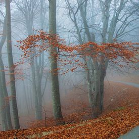 Zumberak Autumn road
