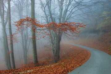 Zumberak Autumn road