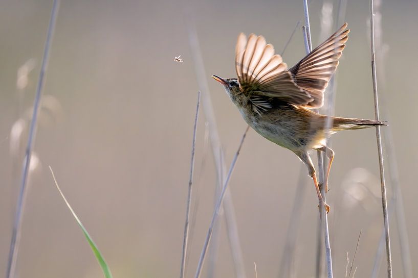 Une fauvette des laiches chasse le moustique par Jeroen van Deel