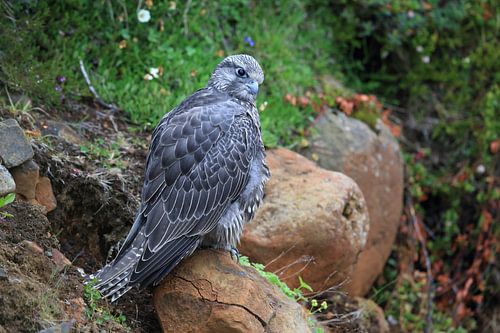Jonge valk (Falco rusticolus) IJsland