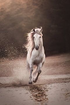 White stallion during sunset by Laura Dijkslag