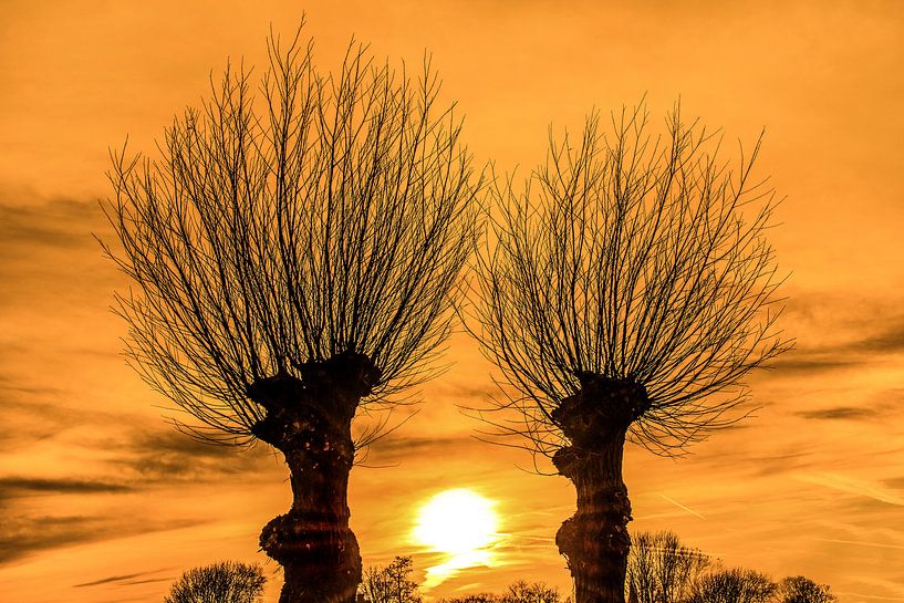 Zonsondergang tussen twee wilgenbomen in het Friese platteland von Harrie Muis